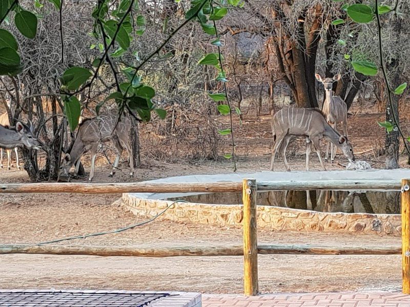 Nageng Lodge Mabalingwe Mabalingwe Nature Reserve Bela Bela Warmbaths Limpopo Province South Africa Animal
