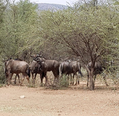 Nageng Lodge Mabalingwe Mabalingwe Nature Reserve Bela Bela Warmbaths Limpopo Province South Africa Gnu, Mammal, Animal, Herbivore