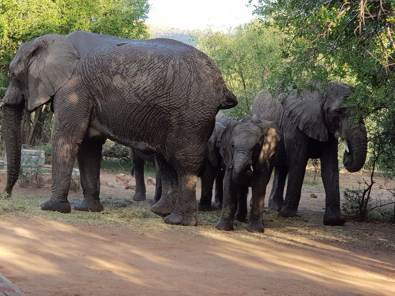 Nageng Lodge Mabalingwe Mabalingwe Nature Reserve Bela Bela Warmbaths Limpopo Province South Africa Elephant, Mammal, Animal, Herbivore