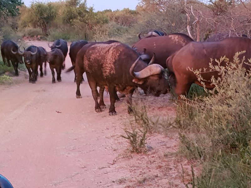 Nageng Lodge Mabalingwe Mabalingwe Nature Reserve Bela Bela Warmbaths Limpopo Province South Africa Water Buffalo, Mammal, Animal, Herbivore