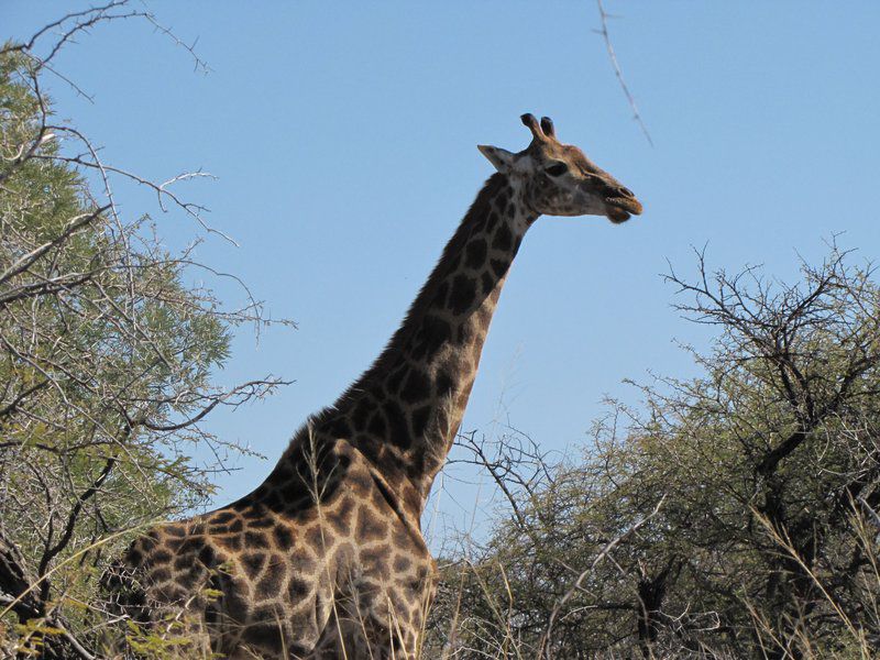 Nageng Lodge Mabalingwe Mabalingwe Nature Reserve Bela Bela Warmbaths Limpopo Province South Africa Giraffe, Mammal, Animal, Herbivore