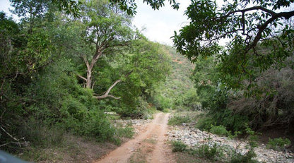 Naguiltjiekloof Patensie Eastern Cape South Africa Forest, Nature, Plant, Tree, Wood, River, Waters