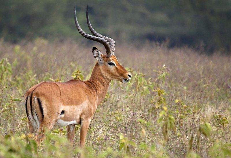 Naguiltjiekloof Patensie Eastern Cape South Africa Animal