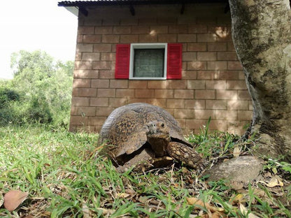 Naguiltjiekloof Patensie Eastern Cape South Africa Reptile, Animal, Turtle