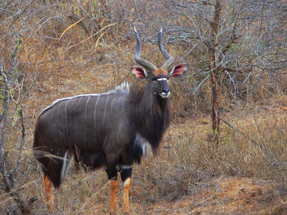 Naguiltjiekloof Patensie Eastern Cape South Africa Animal