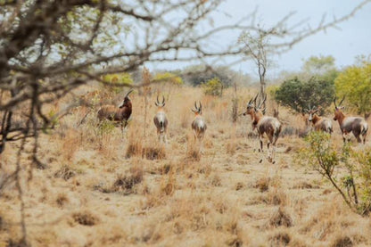 Naledi 53 Private Game Farm Brits North West Province South Africa Bird, Animal, Lowland, Nature