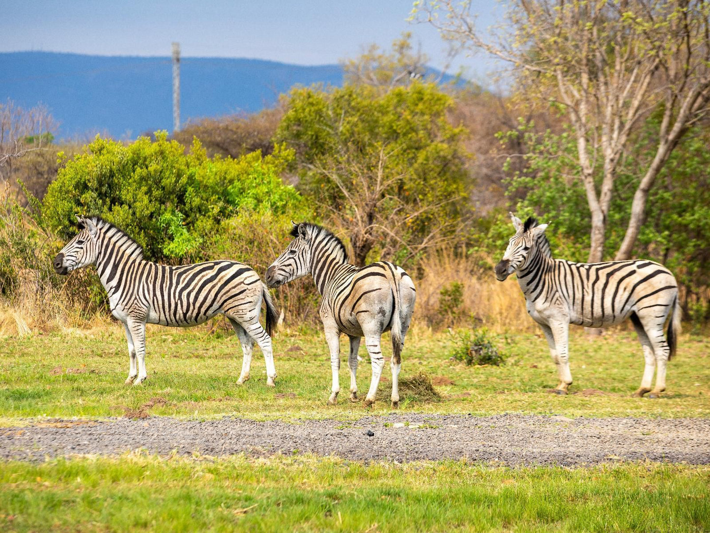 Naledi 53 Private Game Farm Brits North West Province South Africa Zebra, Mammal, Animal, Herbivore