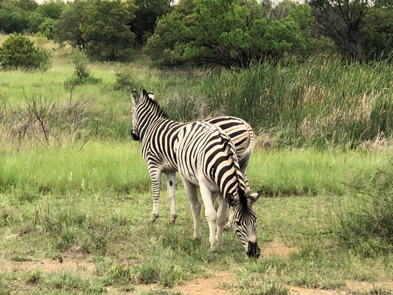 Naledi 53 Private Game Farm Brits North West Province South Africa Zebra, Mammal, Animal, Herbivore