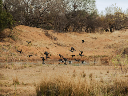 Naledi 53 Private Game Farm Brits North West Province South Africa Field, Nature, Agriculture, Lowland