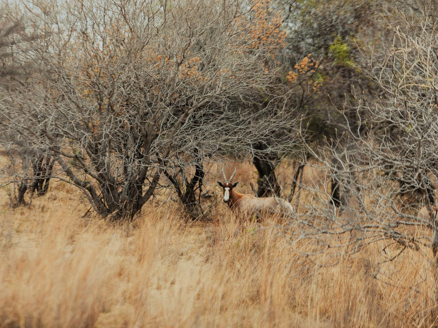 Naledi 53 Private Game Farm Brits North West Province South Africa Sepia Tones, Deer, Mammal, Animal, Herbivore