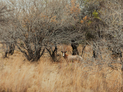 Naledi 53 Private Game Farm Brits North West Province South Africa Sepia Tones, Deer, Mammal, Animal, Herbivore