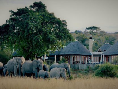 Nambiti Plains Private Game Lodge Nambiti Private Game Reserve Ladysmith Kwazulu Natal Kwazulu Natal South Africa Elephant, Mammal, Animal, Herbivore