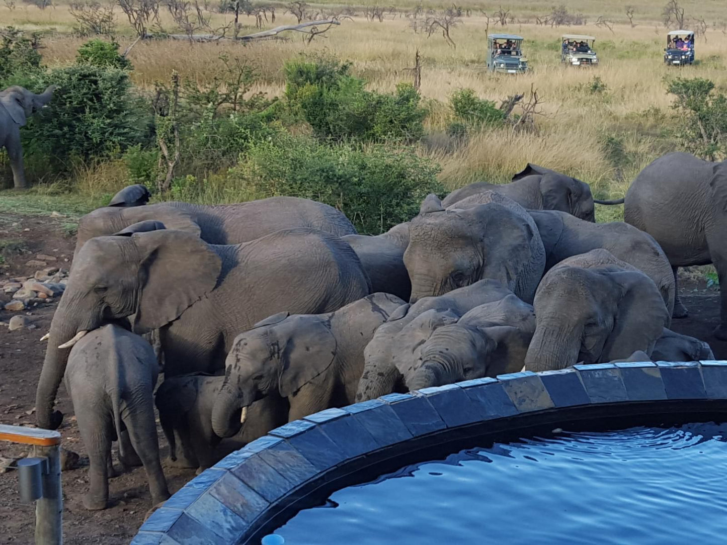 Nambiti Plains Private Game Lodge Nambiti Private Game Reserve Ladysmith Kwazulu Natal Kwazulu Natal South Africa Elephant, Mammal, Animal, Herbivore