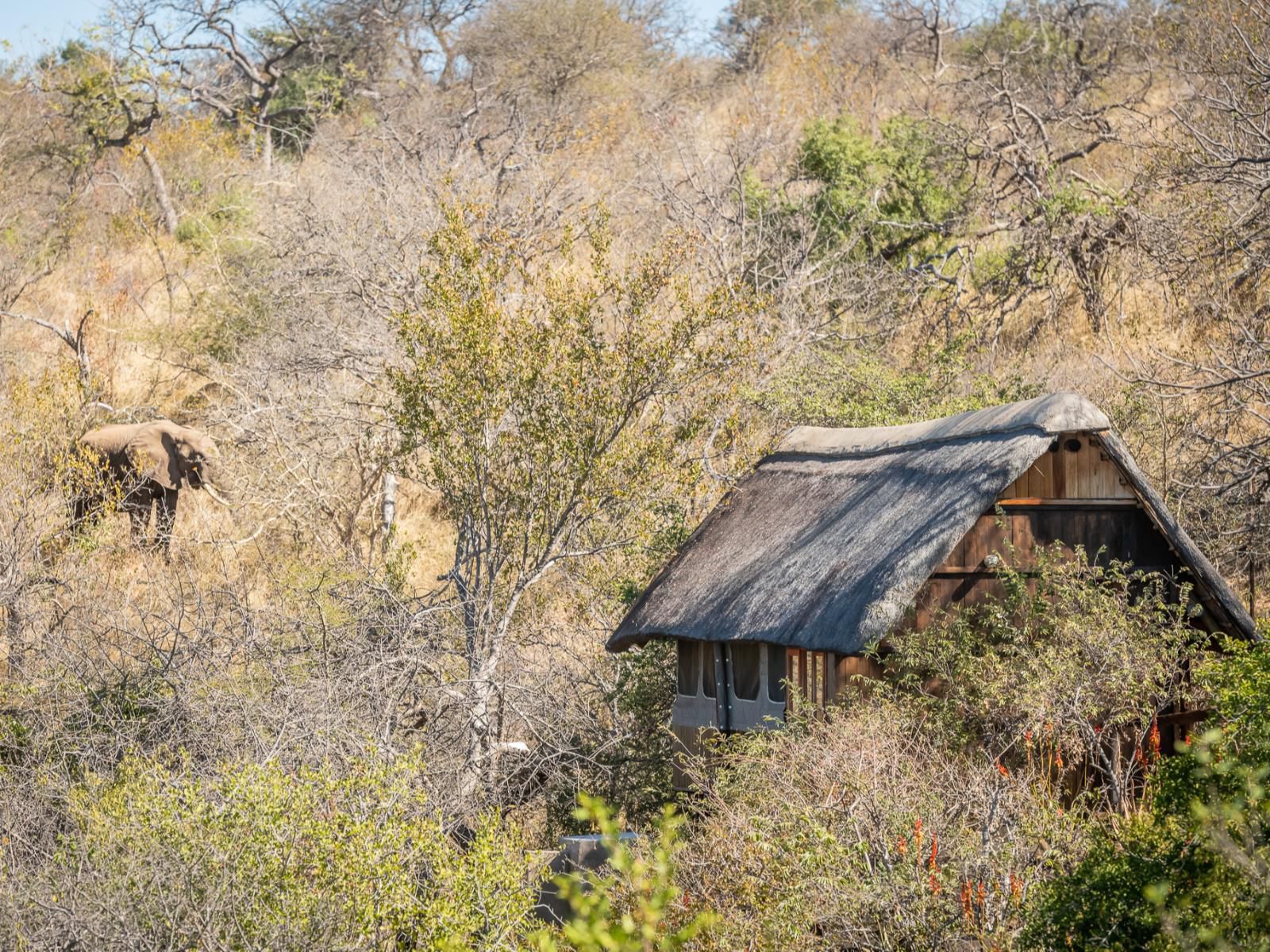 Nambu Camp Hoedspruit Limpopo Province South Africa 