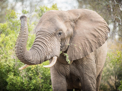 Nambu Camp Hoedspruit Limpopo Province South Africa Elephant, Mammal, Animal, Herbivore