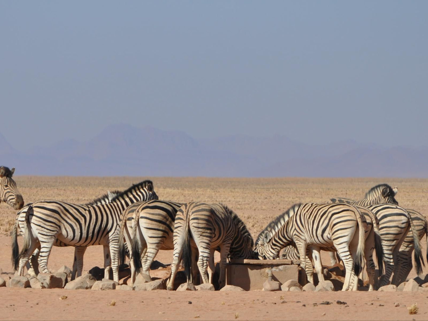 Namibrand Family Hideout, Zebra, Mammal, Animal, Herbivore, Desert, Nature, Sand