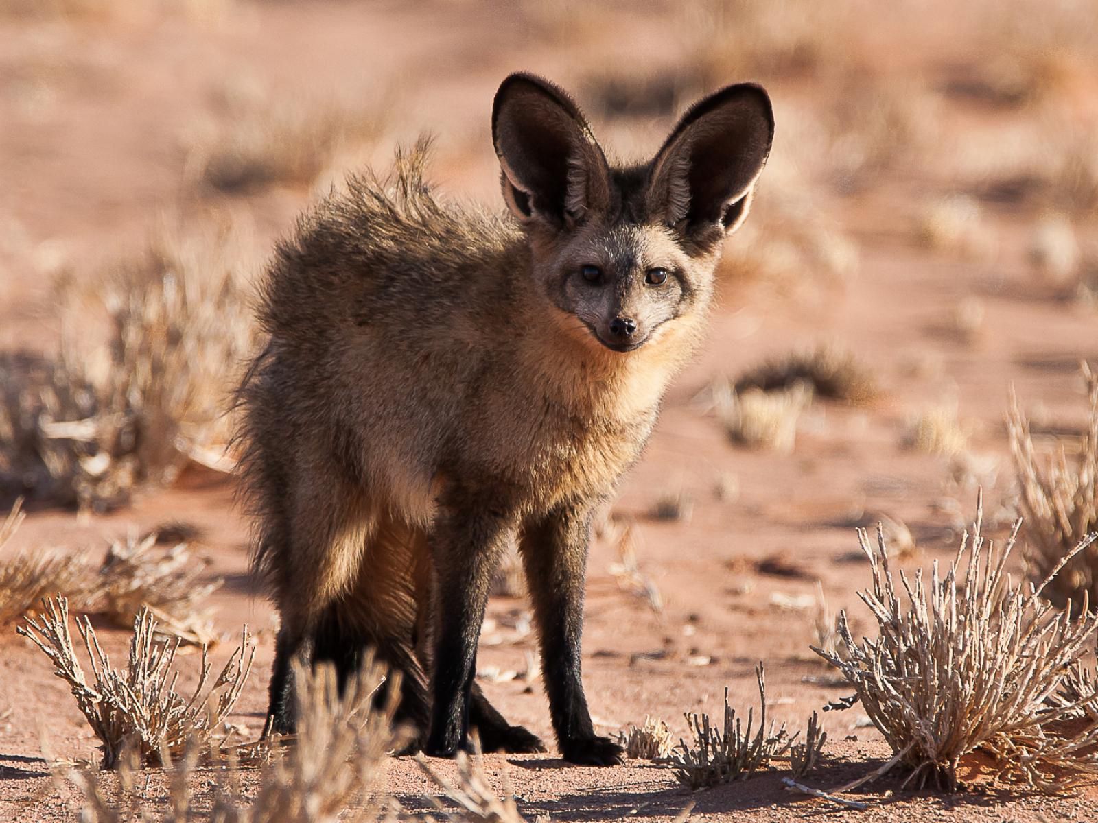 Namibrand Family Hideout, Fox, Mammal, Animal, Predator