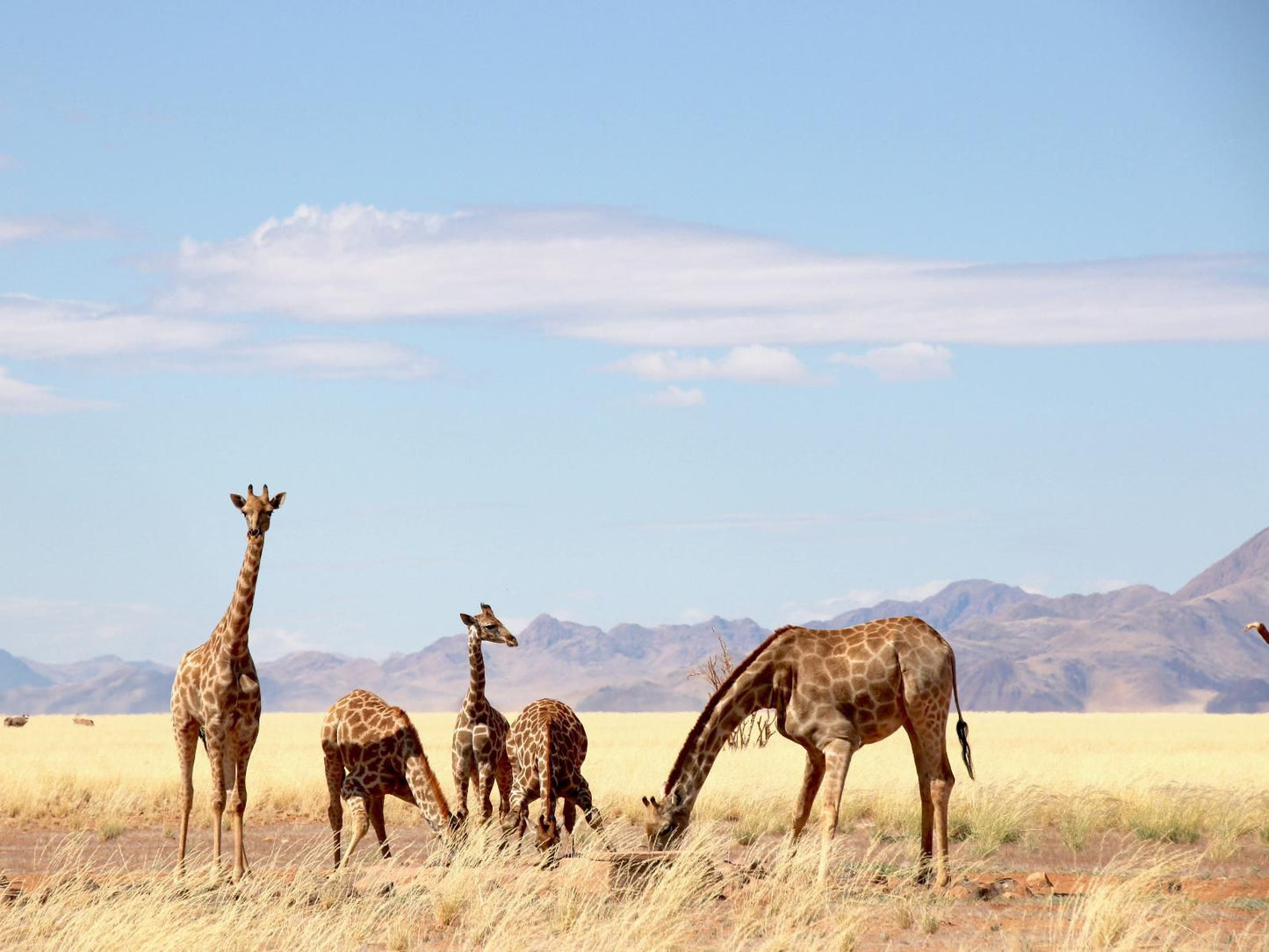 Namibrand Family Hideout, Animal