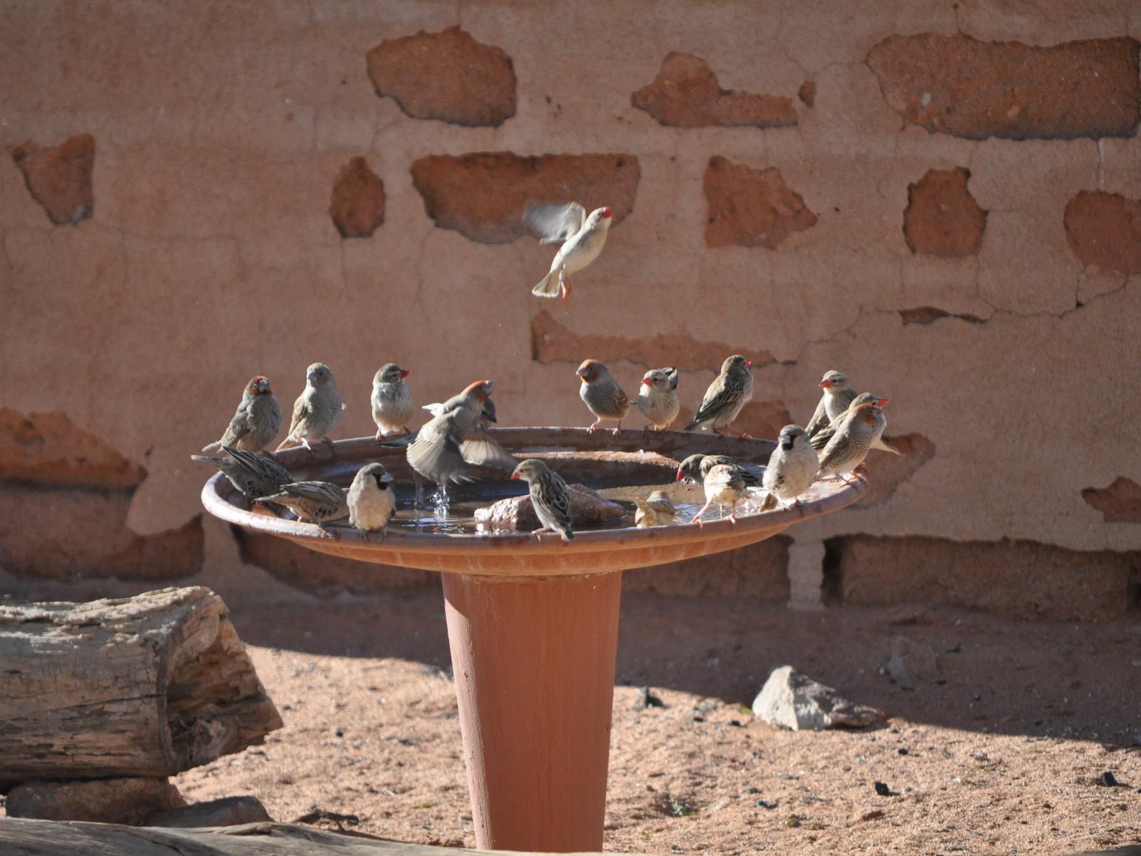 Namibrand Family Hideout, Dove, Bird, Animal