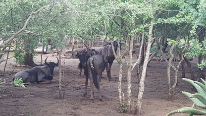 Nanisto Bush Lodge Marloth Park Mpumalanga South Africa Unsaturated, Gnu, Mammal, Animal, Herbivore, Water Buffalo