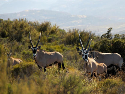 Naries Namakwa Retreat Namakwaland Springbok Northern Cape South Africa Animal