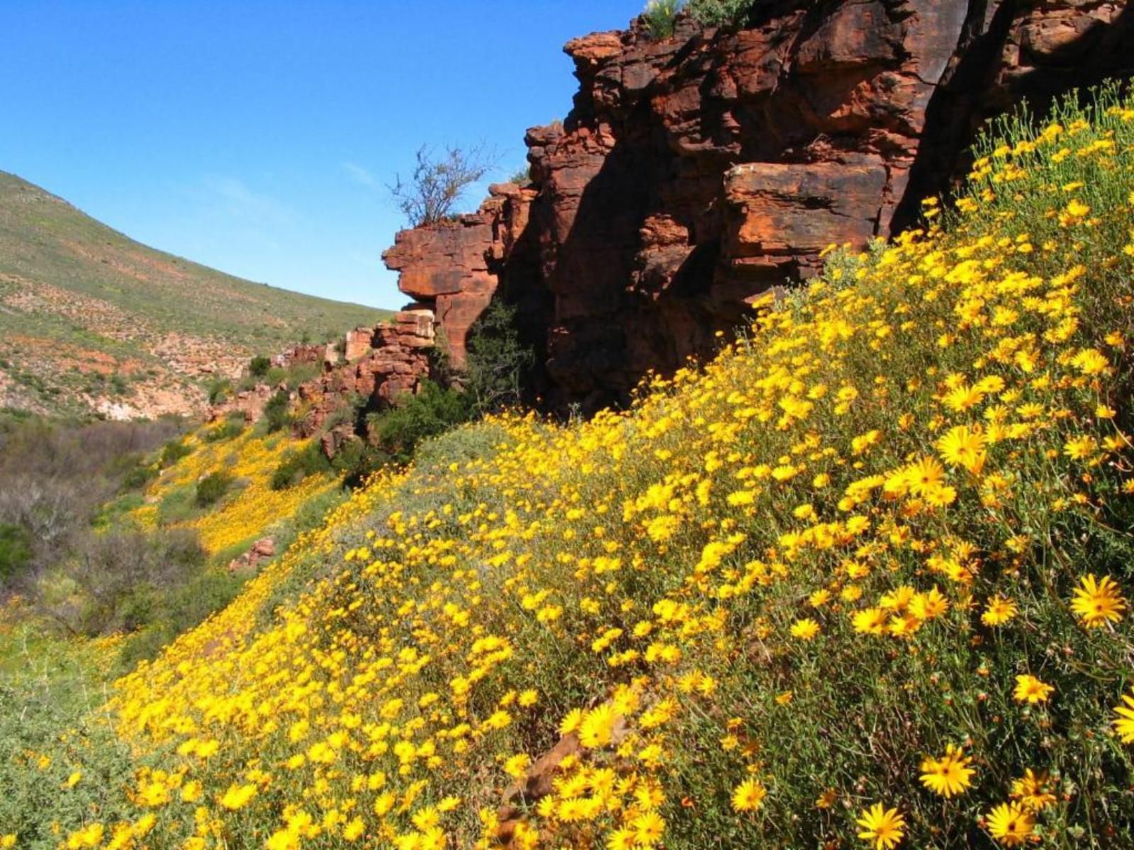 Naries Namakwa Retreat Namakwaland Springbok Northern Cape South Africa Plant, Nature