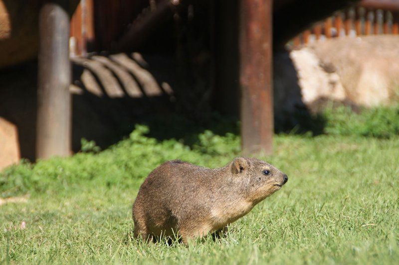 Natal Spa Falcon Crest Self Catering Vryheid Kwazulu Natal South Africa Prairie Dog, Mammal, Animal, Rodent