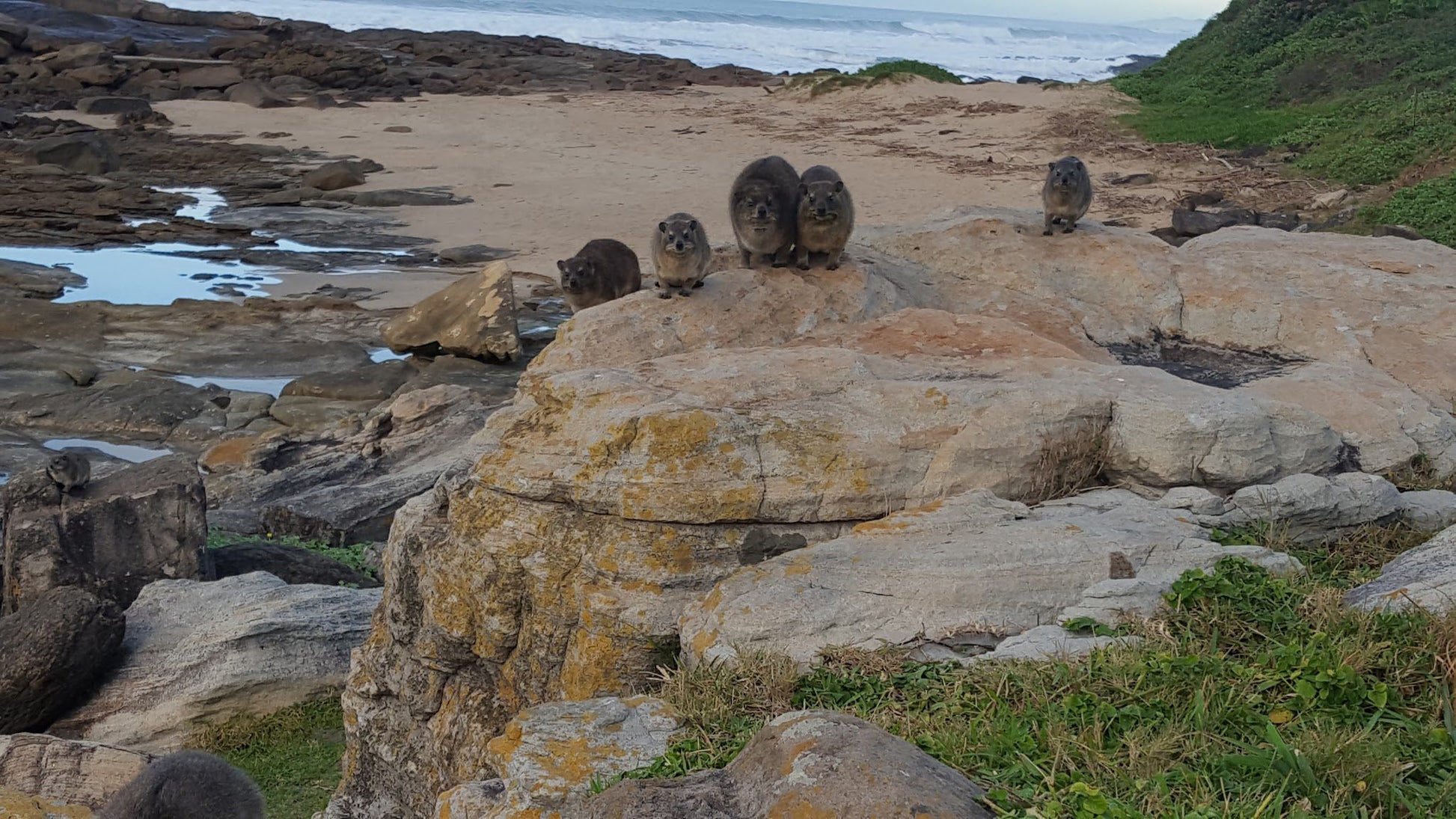 Natspat Manaba Beach Margate Kwazulu Natal South Africa Beach, Nature, Sand, Seal, Mammal, Animal, Predator