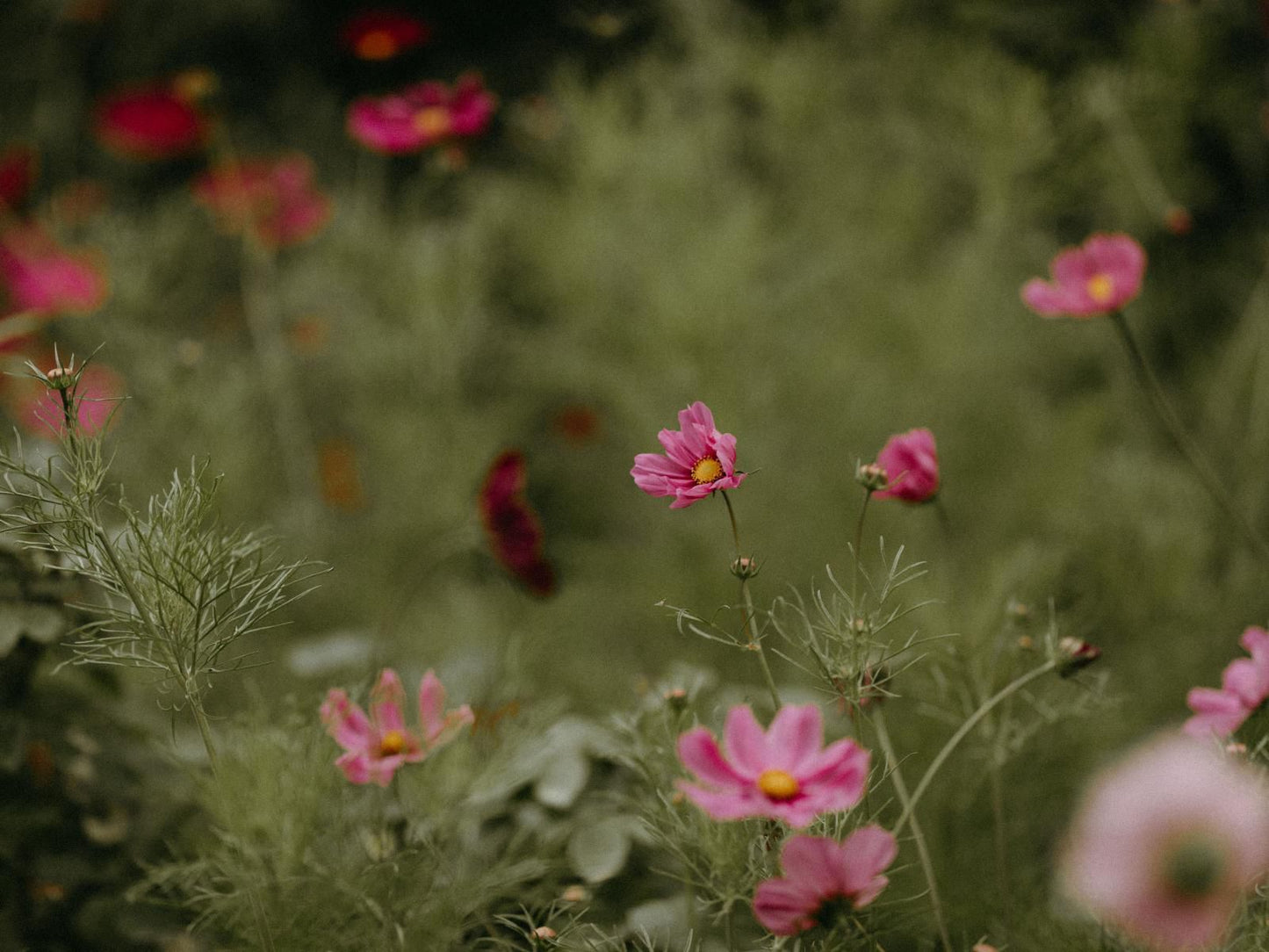 Natte Valleij Klapmuts Western Cape South Africa Blossom, Plant, Nature, Flower, Meadow, Bokeh, Garden