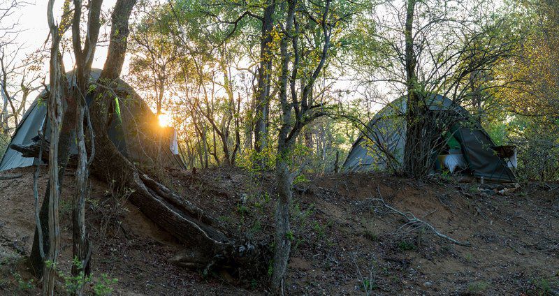 Natural Earth Trails Camp Makalali Private Game Reserve Mpumalanga South Africa Forest, Nature, Plant, Tree, Wood