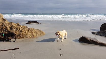 Sandy Bay, Cape Town