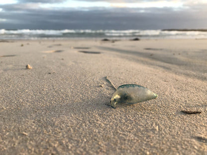 Silver Sands Beach