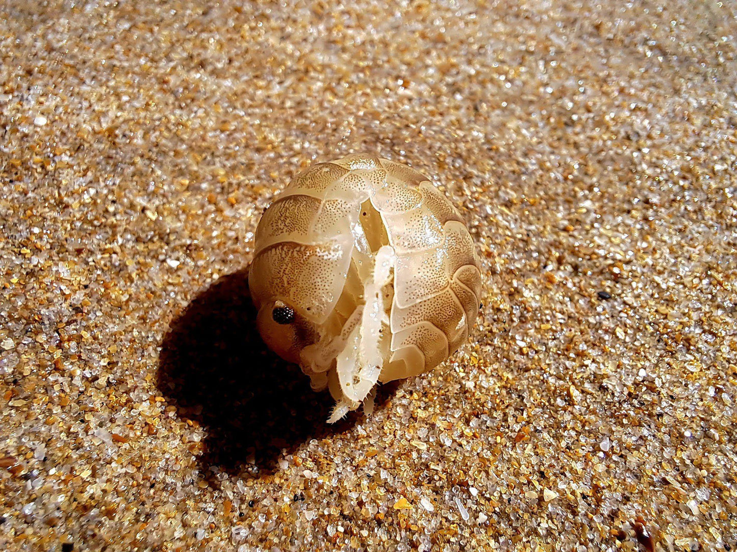 Swartvlei Beach