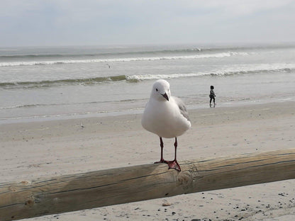 Yzerfontein Beach