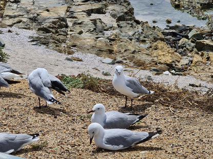 Mouille Point Beach