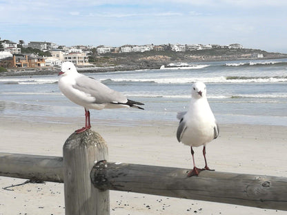 Yzerfontein Beach