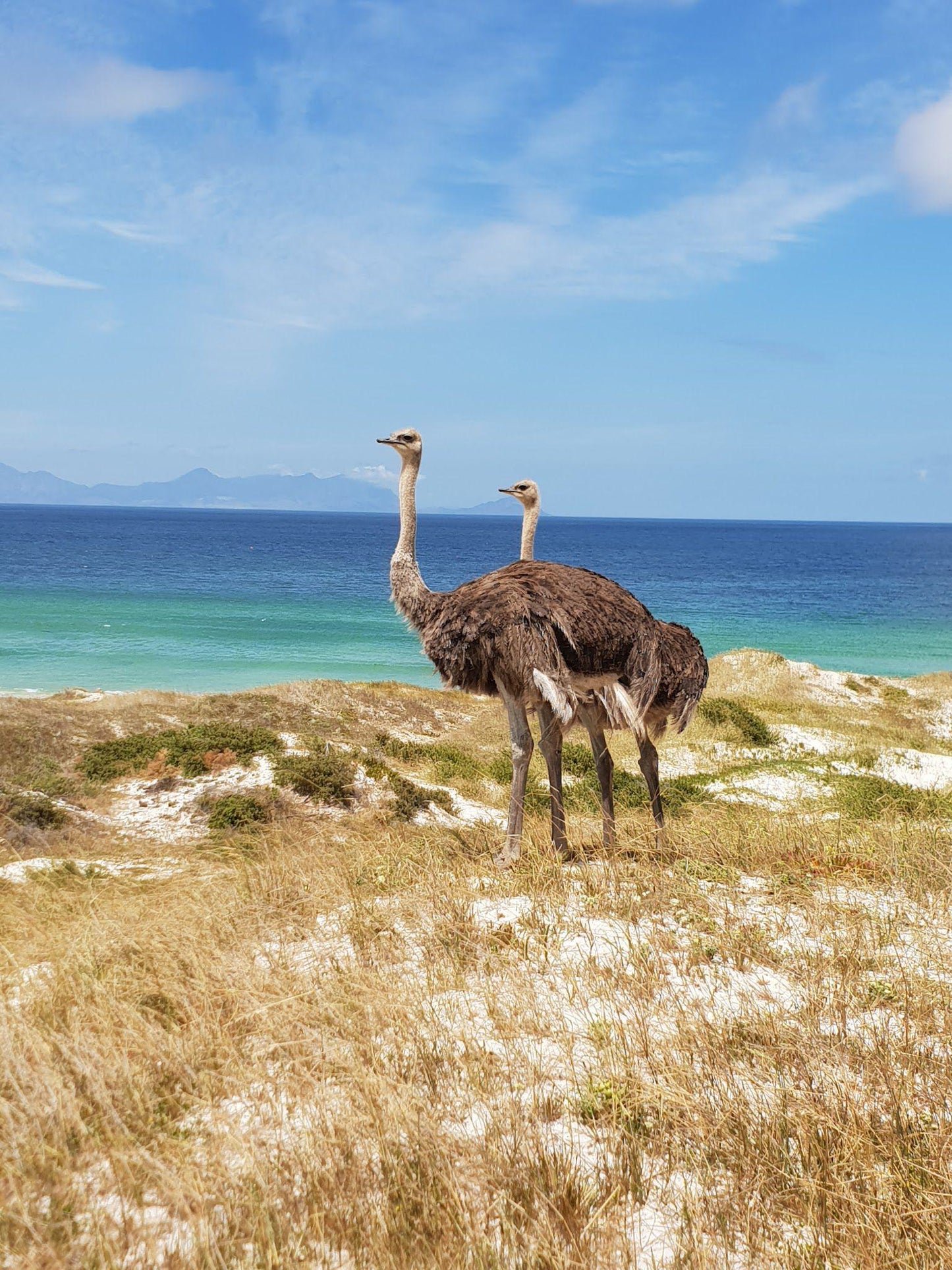 Buffels Bay Beach