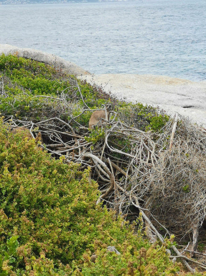 Windmill Beach