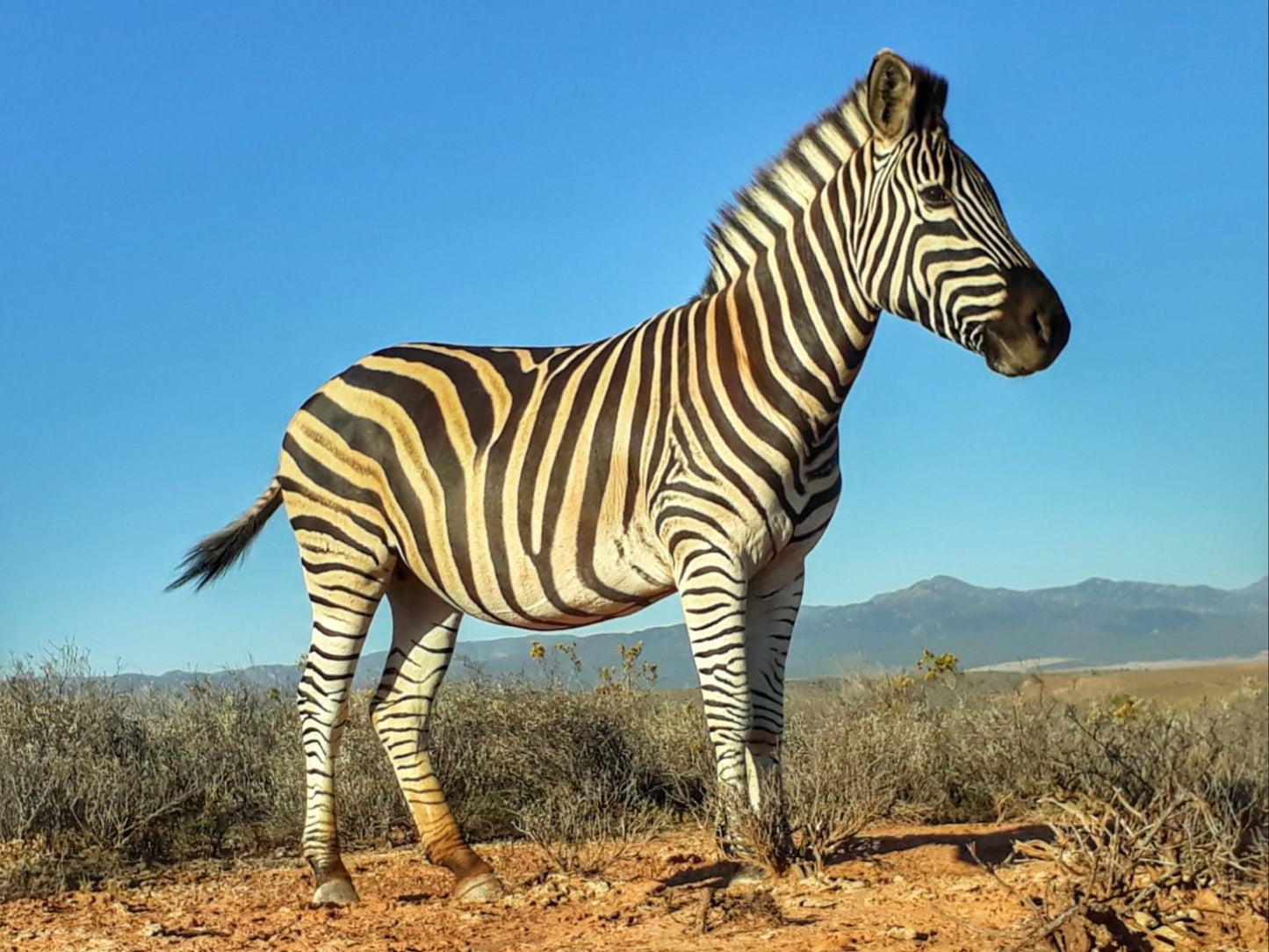 Natures Rest Lapa, Zebra, Mammal, Animal, Herbivore