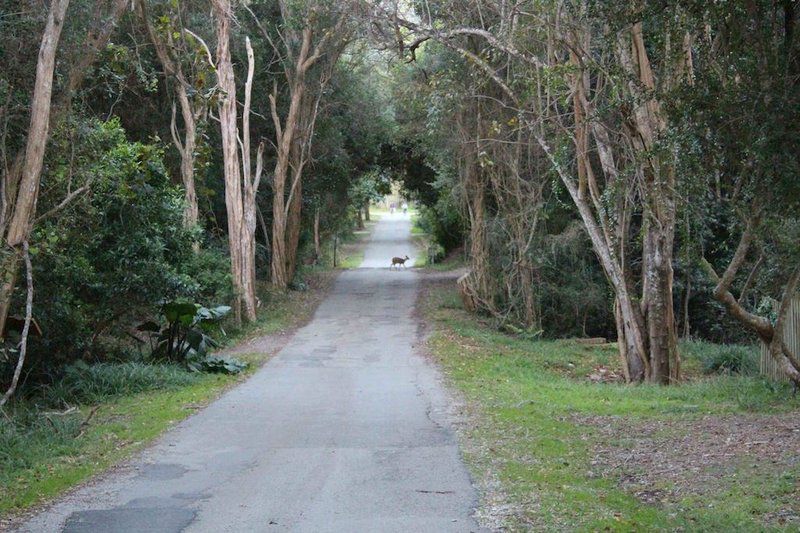 Natures Valley Health Retreat Natures Valley Eastern Cape South Africa Unsaturated, Forest, Nature, Plant, Tree, Wood, Palm Tree, Leading Lines, Street