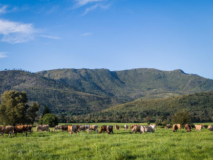 Natures Way The Crags Western Cape South Africa Complementary Colors, Cow, Mammal, Animal, Agriculture, Farm Animal, Herbivore