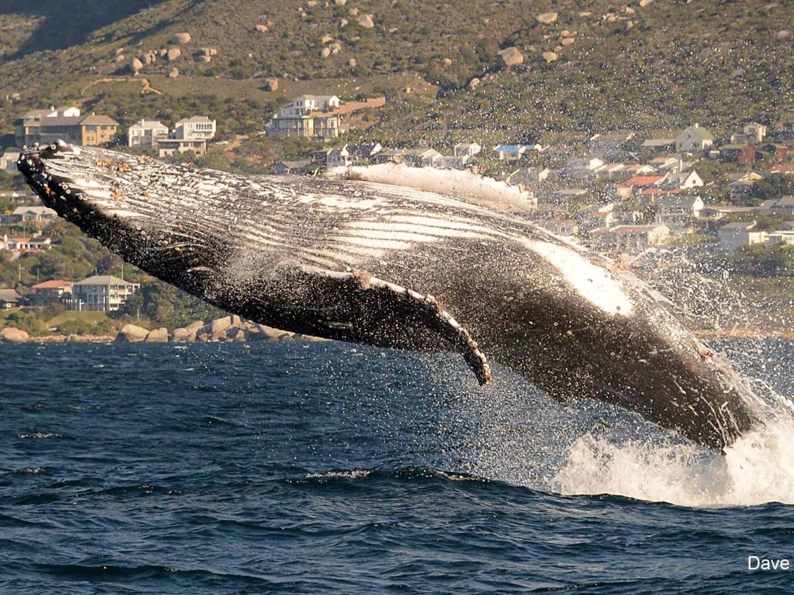 Paradise On The Bay Fish Hoek Cape Town Western Cape South Africa Whale, Marine Animal, Animal