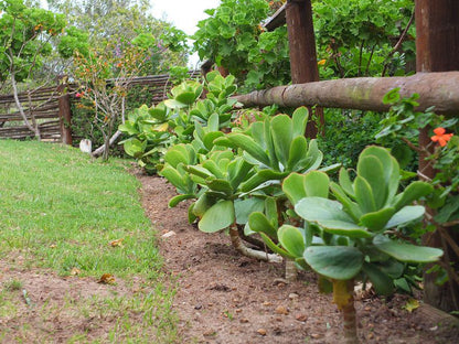 Nautilus Plettenberg Bay Piesang Valley Plettenberg Bay Western Cape South Africa Plant, Nature, Garden