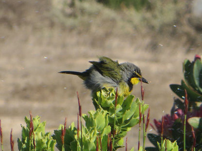 Nautilus Self Catering Accommodation Britannia Bay Western Cape South Africa Bird, Animal