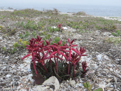 Nautilus Self Catering Accommodation Britannia Bay Western Cape South Africa Beach, Nature, Sand, Plant