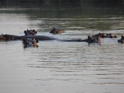 Ndhovu Safari Lodge, Boat, Vehicle, Canoe, River, Nature, Waters