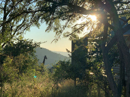 Ndhula Luxury Tented Lodge White River Mpumalanga South Africa Forest, Nature, Plant, Tree, Wood, Sky