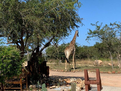 Ndhula Luxury Tented Lodge White River Mpumalanga South Africa Complementary Colors, Giraffe, Mammal, Animal, Herbivore