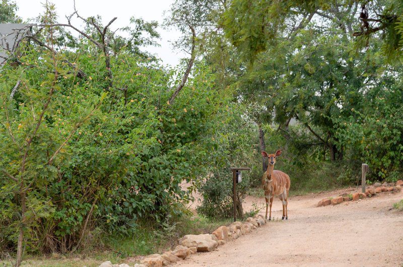 Ndhula Luxury Tented Lodge White River Mpumalanga South Africa Animal