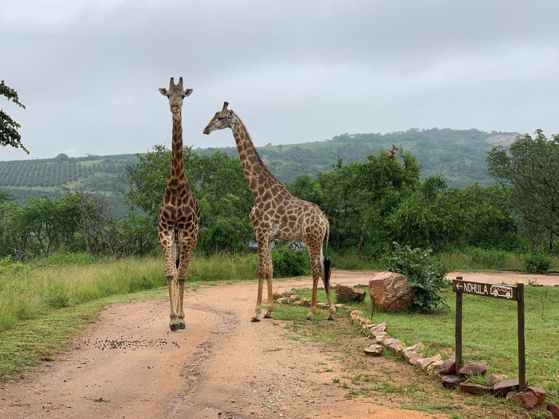 Ndhula Luxury Tented Lodge White River Mpumalanga South Africa Giraffe, Mammal, Animal, Herbivore